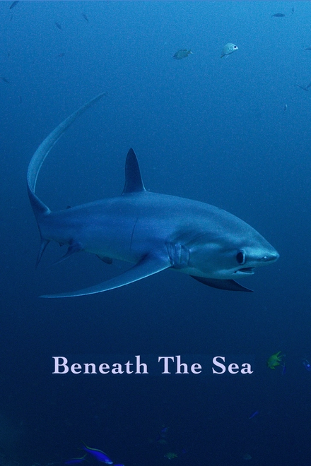 Beneath The Sea