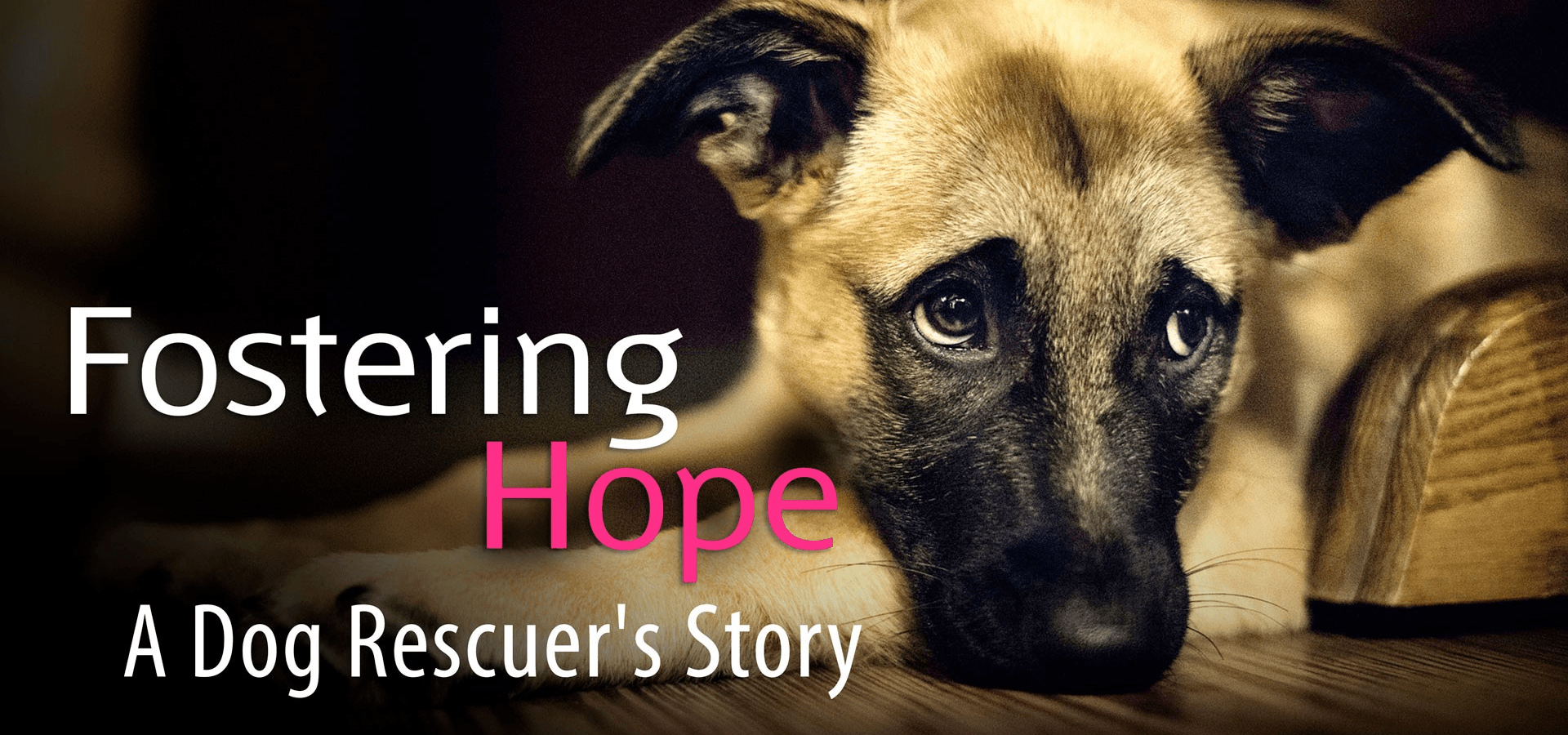 Fostering Hope: A Dog Rescuer’s Story