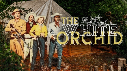 The White Orchid